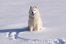 Hund Schnee Husky frederic poglio pixabay cc publicdomain