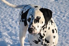 Hund Schnee aljonushka pixabay cc publicdomain