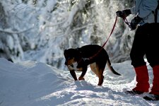 RS C Hund Schnee Winter